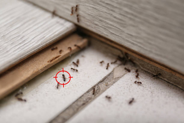Best Residential Pest Control  in Port Allen, LA