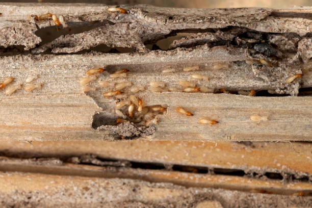 Pest Control for Restaurants in Port Allen, LA